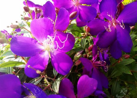 巴西野牡丹蓝稔花紫牡丹