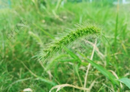 狗尾草绿草地