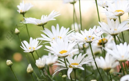 春天里绽放的白色花丛