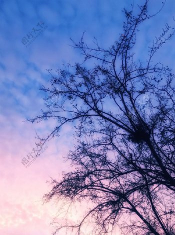 蓝紫色天空下的树影
