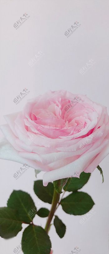 玫瑰粉荔枝鲜花摄影