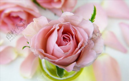 花瓣与粉红色的玫瑰花