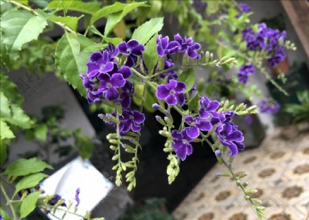 植物花卉紫色小花