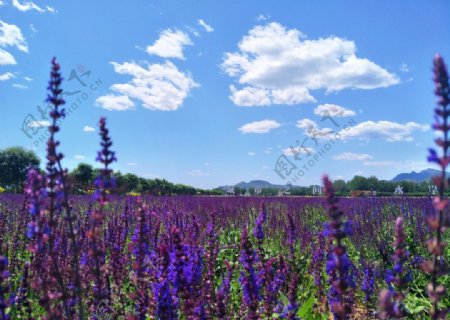 紫色水薇草