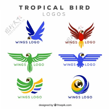 6款彩色热带鸟标志矢量图
