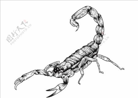 矢量生物线稿蝎子纹身图案