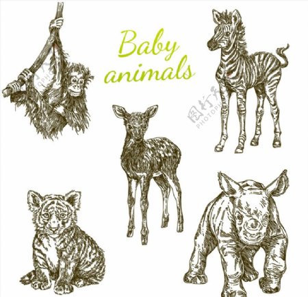 5款手绘幼年野生动物矢量素材