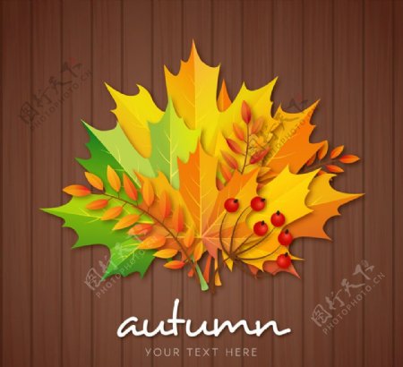 彩色秋季树叶花束矢量素材