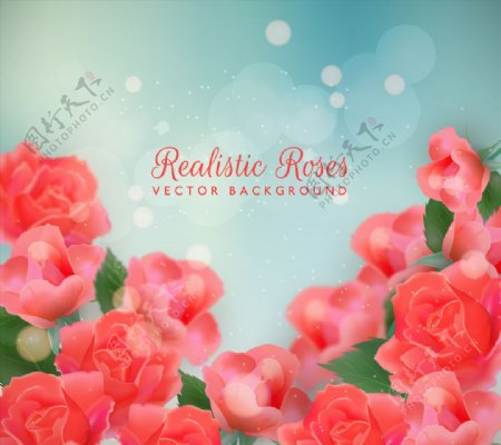 美丽红色玫瑰花丛