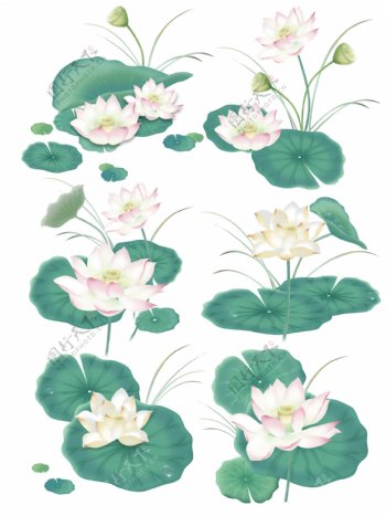 手绘清新水墨插画荷花荷叶花卉植物中国风