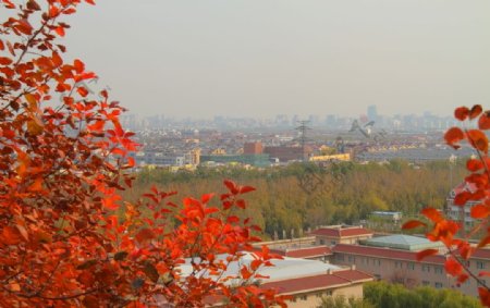 北京红叶