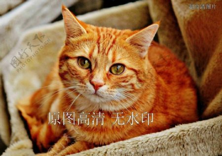 动物橘猫可爱猫咪萌猫