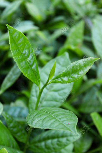 茶叶植物树叶