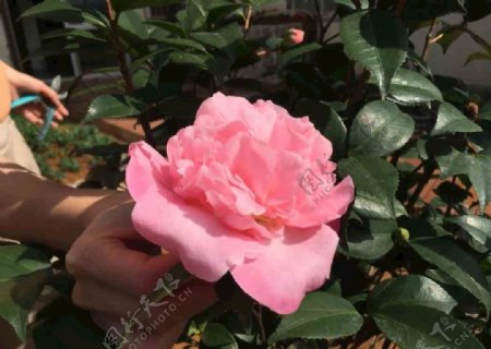 粉色玫瑰茶花