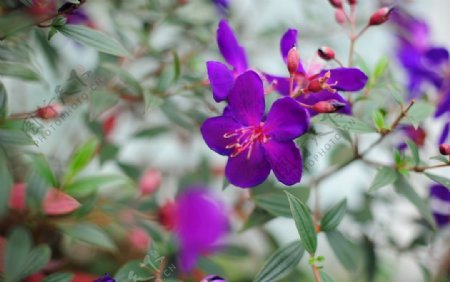 小小紫色花