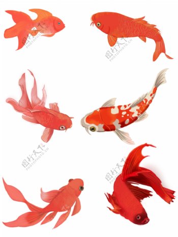 可商用红色喜庆中国风手绘金鱼装饰图案合集