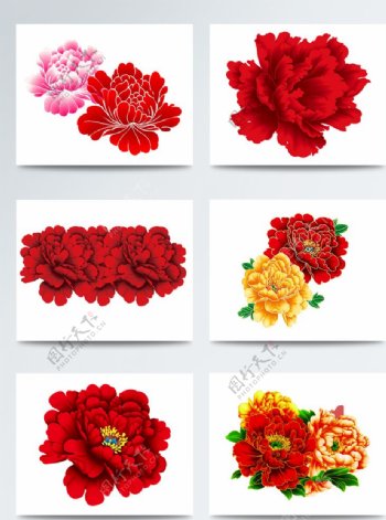 6种大红花