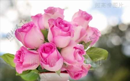 高清摄影鲜花绽放粉色玫瑰花