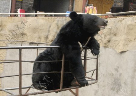 北京八达岭长城下面熊