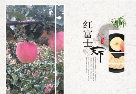 红富士苹果广告册