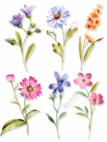 小清新水彩手绘花卉植物套图免抠元素