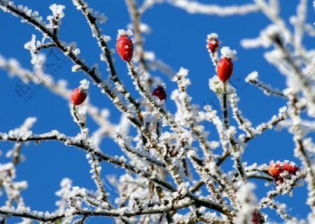 高清雪裹红果果