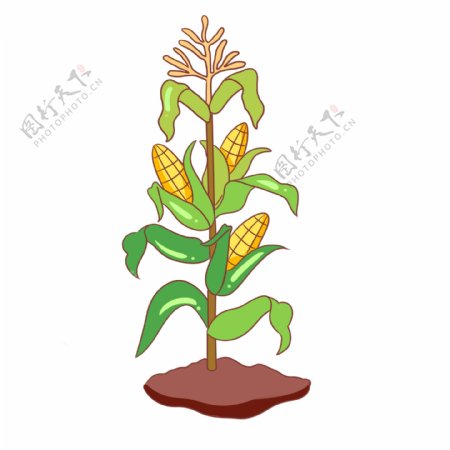农作物玉米手绘插画