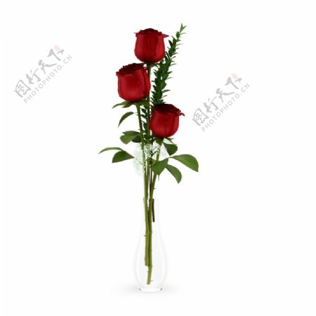 红色玫瑰花3d模型