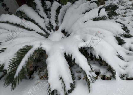 雪中铁树
