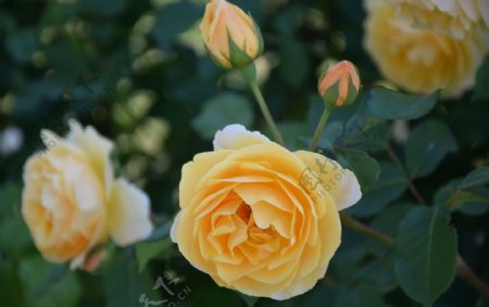 绽放的黄色蔷薇花