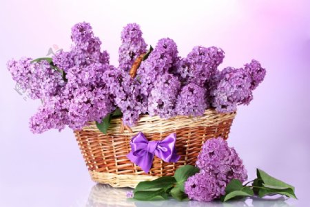装满篮子的紫色丁香花