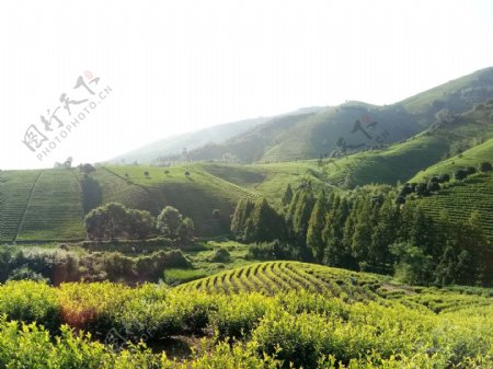 安吉白茶基地景观