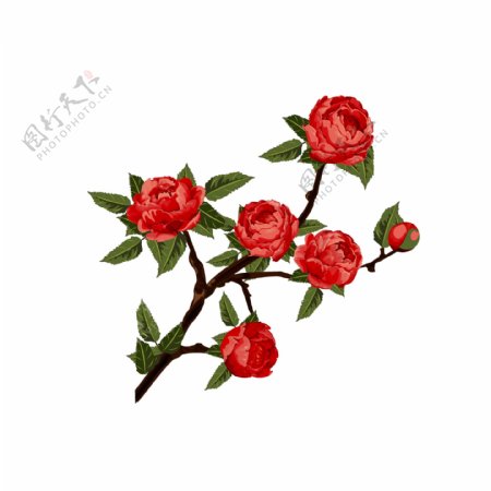 手绘水彩写实红色玫瑰花