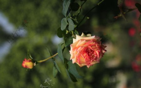 玫瑰花浪漫法式