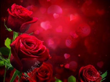 红色玫瑰花鲜花写真