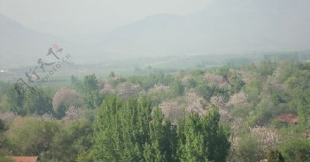 花满山