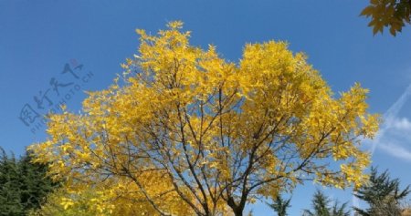 伸向碧空的金色树叶