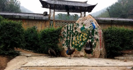 北京八达岭野生动物园孔雀