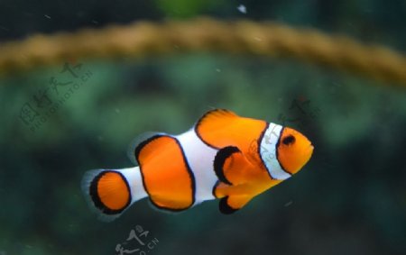 橘色鱼