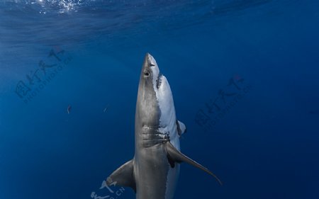 海洋鲨鱼