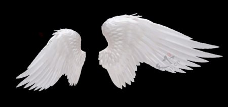 白色的翅膀