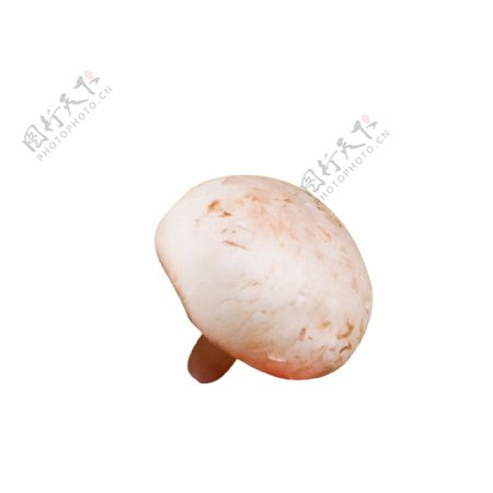 白色圆弧蘑菇食物元素