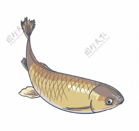手绘海鲜美食鱼插画