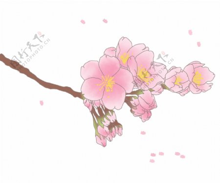 春季日本的樱花插画
