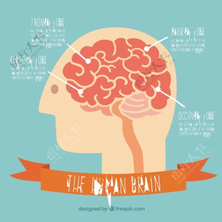 人类大脑模板