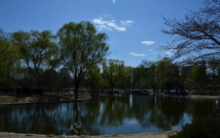 玉渊潭风景