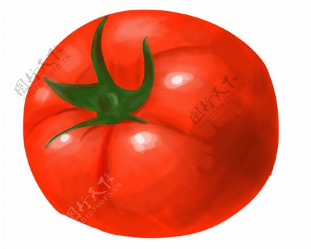 新鲜的西红柿插画