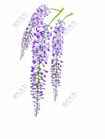 手绘紫藤萝装饰花卉