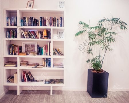 白色书柜和绿色植物