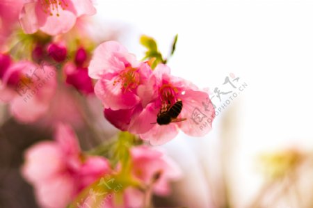 蜜蜂采蜜花朵特写